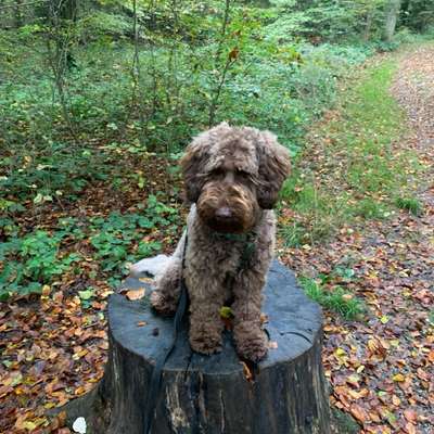 Hundetreffen-Spazieren gehen und evtl. spielen lassen-Bild