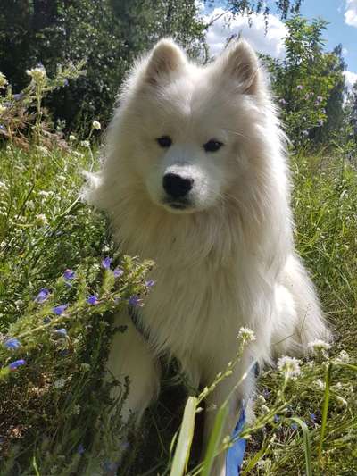 Die Dogorama Kalender Challenge 4/4-Beitrag-Bild