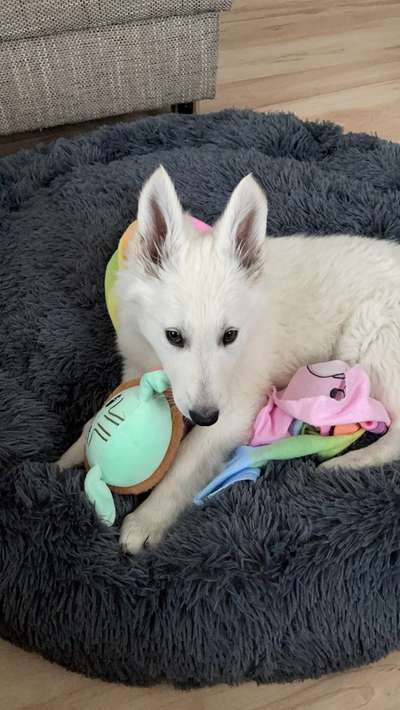 Welpen Bilder !-Beitrag-Bild