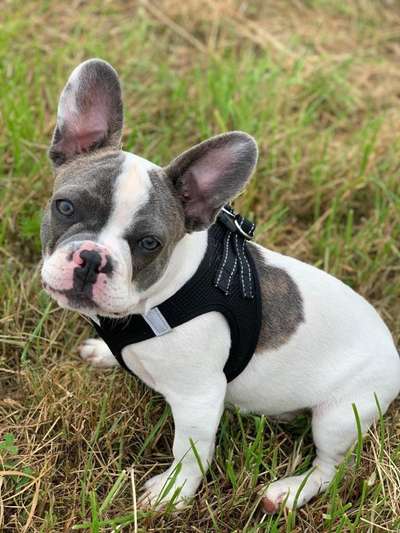 Welpen Bilder !-Beitrag-Bild