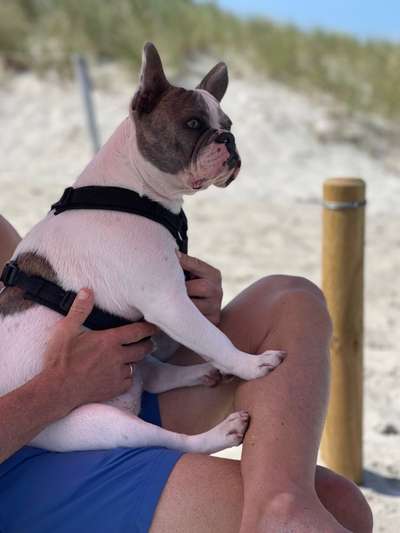 Die Dogorama Kalender Challenge 4/4-Beitrag-Bild