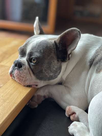 Hundetreffen-Gassi gehen ,zusammen Spass haben☺️-Bild