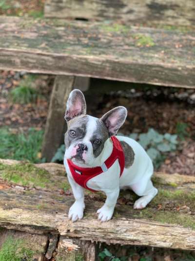 Welpen Bilder !-Beitrag-Bild