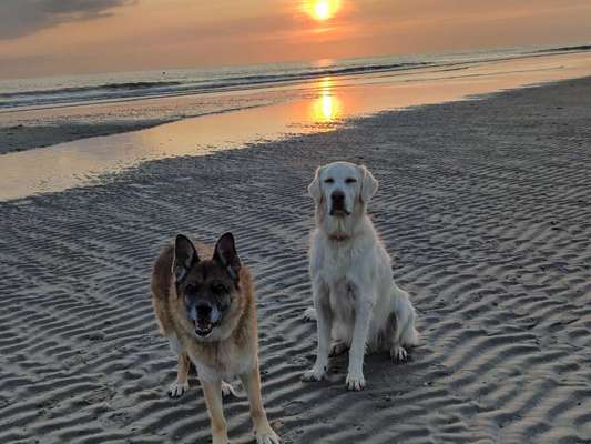 Hunde im Urlaub-Beitrag-Bild