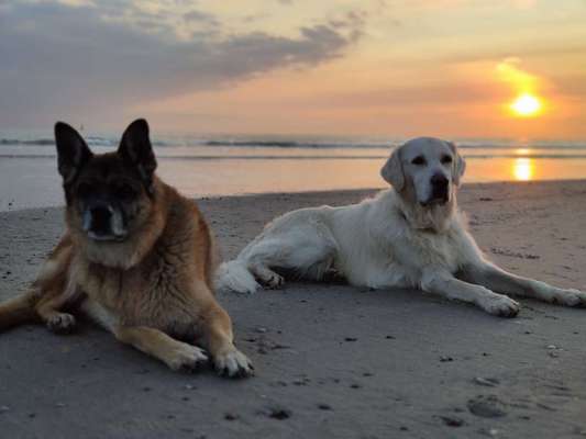 Dogorama-Monats-Challenge-Mai "Wasser"-Beitrag-Bild