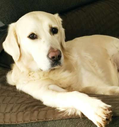 Wo sind die Golden Retriever Liebhaber?-Beitrag-Bild