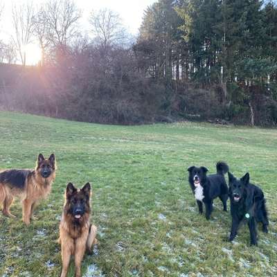 Hundetreffen-Hundetreffen in salach-Bild