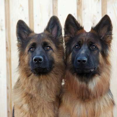 Hundetreffen-Suche neue Hundemodels😊-Bild