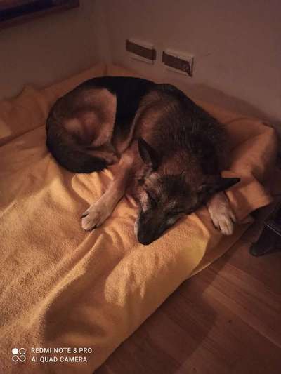 TierschutzhundeStammtisch🐕-Beitrag-Bild