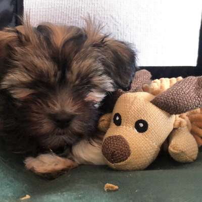 Hundetreffen-Welpentreff in Eppendorf-Profilbild