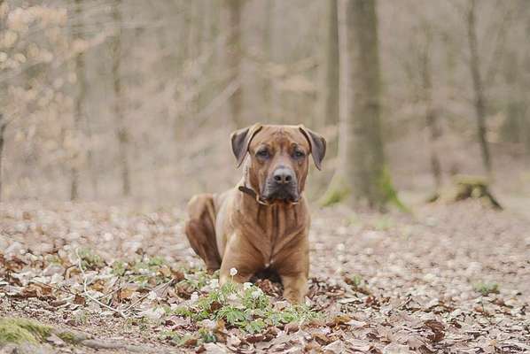 Fotochallenge No. 26                                     Wald und Wiese-Beitrag-Bild