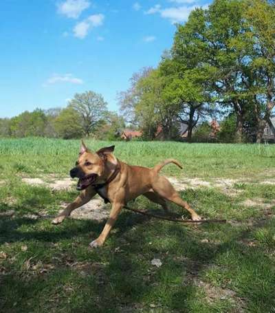 Seltene Rassen!-Beitrag-Bild