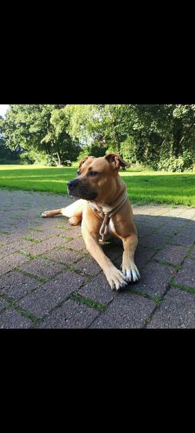 Welche Hunderasse-Beitrag-Bild