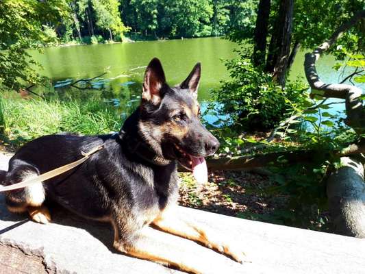 Die wunderschöne Welt mit Hund.-Beitrag-Bild