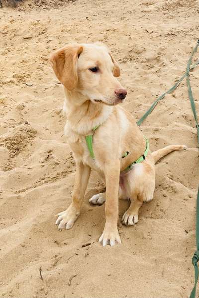 Hunde vom Tierschutzverein 🐕♥️-Beitrag-Bild