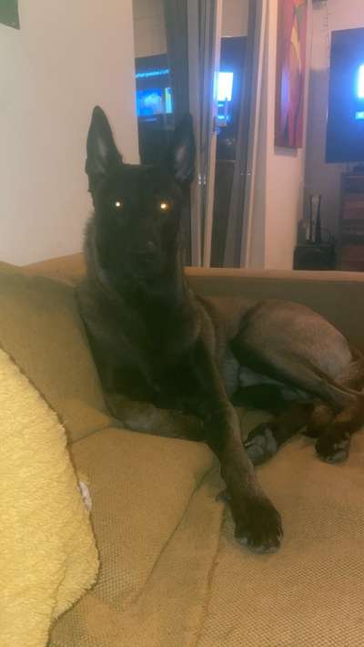 Deutsche Schäferhunde, Belgische Schäferhunde.-Beitrag-Bild