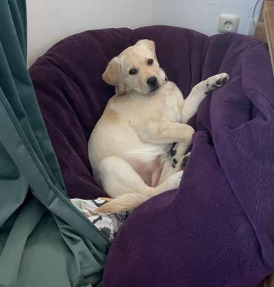 Dogorama Photo Challenge- genervter Blick-Beitrag-Bild