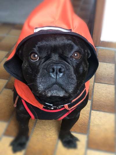 Französische Bulldoggen-Beitrag-Bild