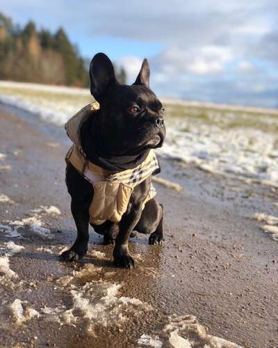 Reinrassige Hunde?-Beitrag-Bild