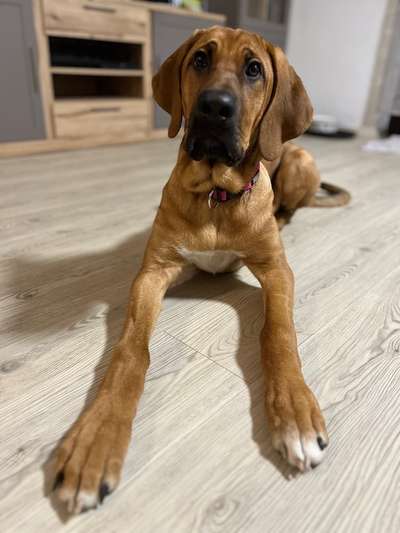 Wo sind denn hier die Broholmer?-Beitrag-Bild