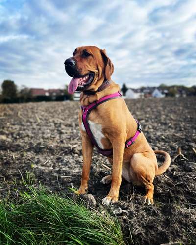 Wo sind denn hier die Broholmer?-Beitrag-Bild