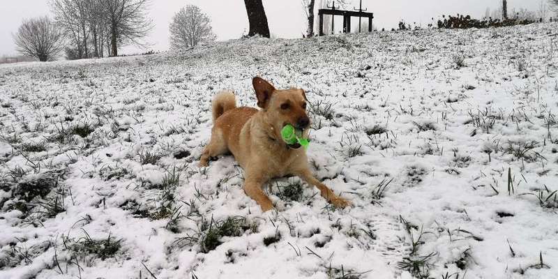Mischlingshunde Foto Aufruf-Beitrag-Bild