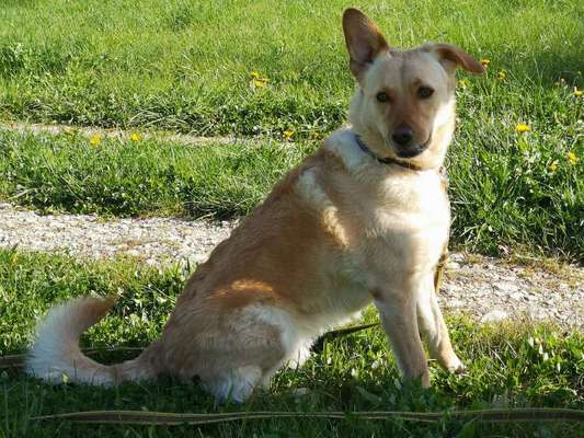 Mischlingshunde Foto Aufruf-Beitrag-Bild