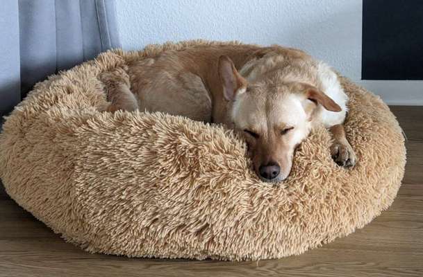 Mischlingshunde Foto Aufruf-Beitrag-Bild