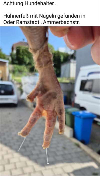 Giftköder-Hühnerfuss mit Nägeln-Bild