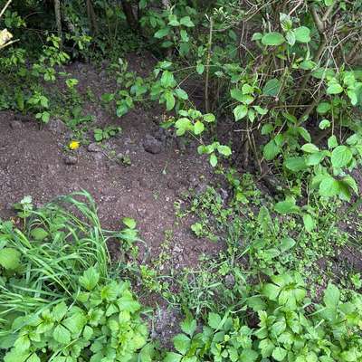 Giftköder-Möglicherweise giftiger Dünger-Bild