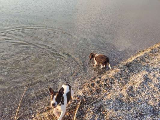 Hundeauslaufgebiet-Kieswerk DMK Badesee Neuschwetzing-Bild