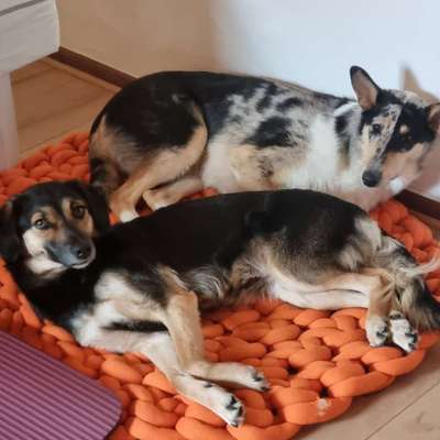 Hundetreffen-Gassi und Spielrunde gesucht-Bild