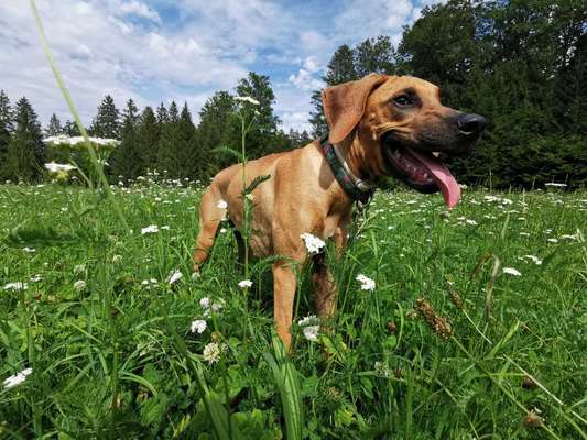 Rhodesian Ridgeback-Beitrag-Bild