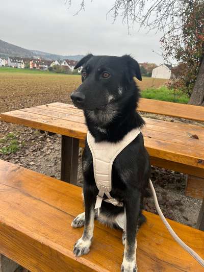 Hundetreffen-Hunderunde/Gassi Treffen🐶-Bild