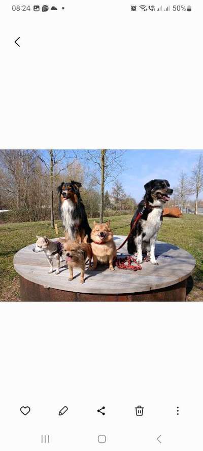 Hund abgegeben, weil Urlaub anstand? Leider kein Witz 😳-Beitrag-Bild