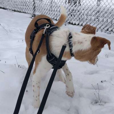 Hundetreffen-Spiel/gassirunde