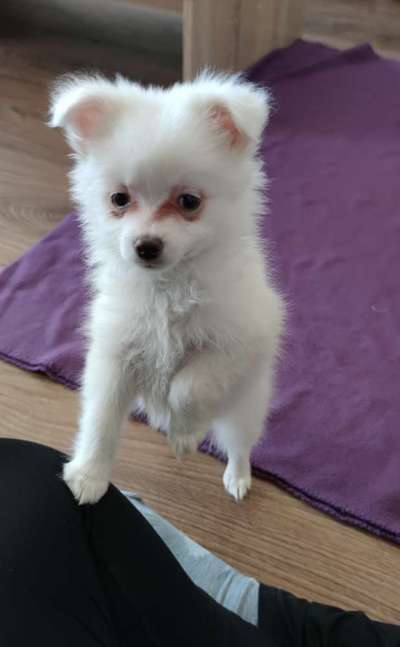 Welpen Bilder !-Beitrag-Bild