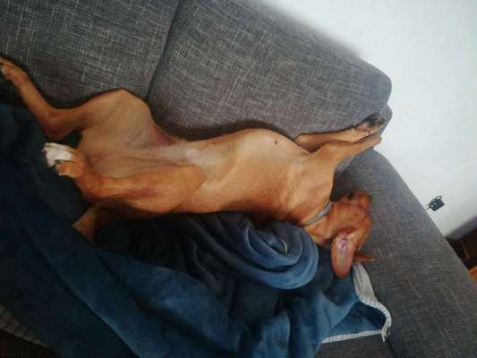 Die Dogorama Wochen Challenge-Beitrag-Bild