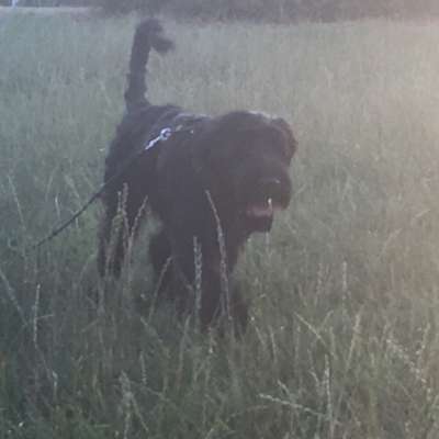 Hundetreffen-Hunderunde-Bild
