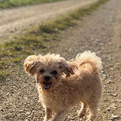 Hundetreffen-Minihunde Spaziergang-Bild