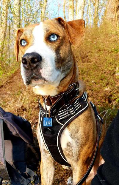 Dogorama Photo Challenge - Märchenwald-Beitrag-Bild