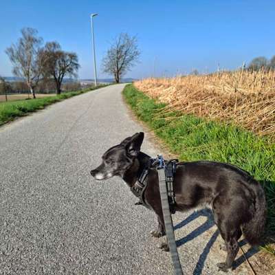 Hundetreffen-Rundwanderung mit Hunden: Bad Griesbach i. Rottal Karpfham - Therme-Bild