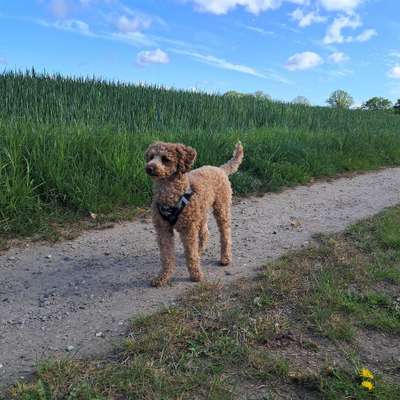 Hundetreffen-Hallo, suche Spielpartner in der Nähe-Bild