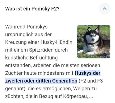 Pomsky-Beitrag-Bild