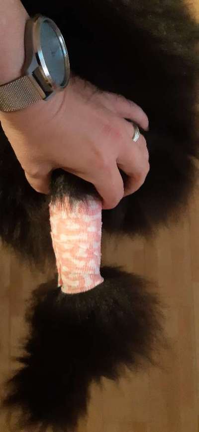 Schwanz angebrochen.... oder doch was anders-Beitrag-Bild