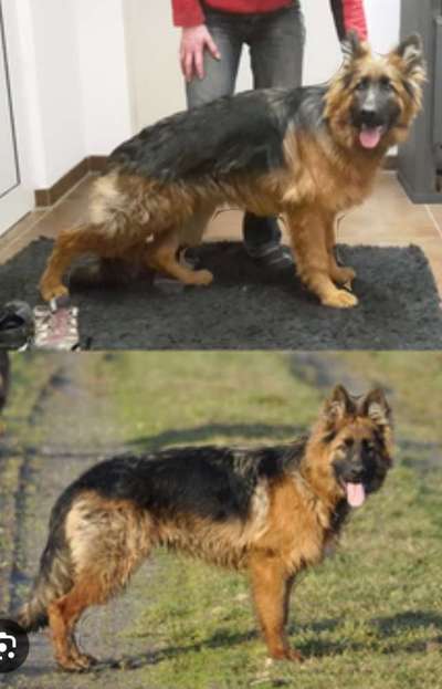 Qualzucht - Warum Aufklärung alleine nicht reicht-Beitrag-Bild