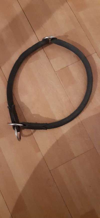 Welches Halsband trägt dein Hund und warum dieses?-Beitrag-Bild