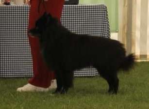 Qualzucht - Warum Aufklärung alleine nicht reicht-Beitrag-Bild