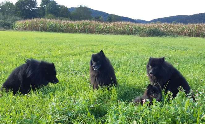 Unsere Fellnasen-Vielfalt im Überblick!-Beitrag-Bild