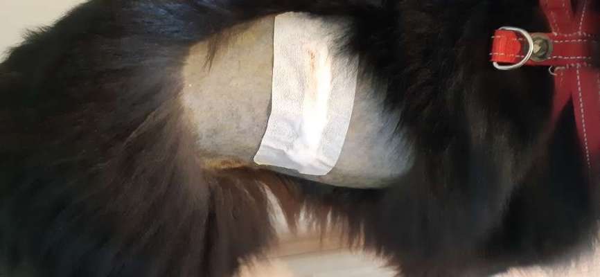 Mastzelltumor-Beitrag-Bild